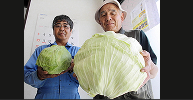 Tsunami, Japan, Jordbavning
